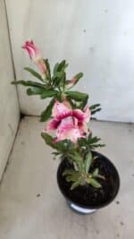 Planta Dobrada 3039 – 30cm – 02 anos - Imagem 4