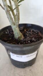 Planta Dobrada 3039 – 30cm – 02 anos - Imagem 6