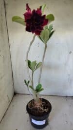 Planta Dobrada 3040 – 40cm – 03 anos - Imagem 2