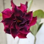 Planta Dobrada 3040 – 40cm – 03 anos