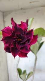 Planta Dobrada 3040 – 40cm – 03 anos