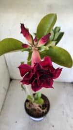 Planta Dobrada 3040 – 40cm – 03 anos - Imagem 4