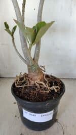 Planta Dobrada 3040 – 40cm – 03 anos - Imagem 8