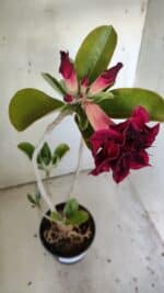 Planta Dobrada 3040 – 40cm – 03 anos - Imagem 5