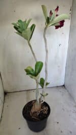 Planta Dobrada 3040 – 40cm – 03 anos - Imagem 7