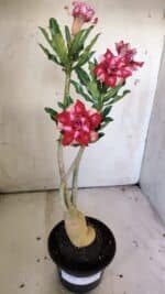 Planta Dobrada 3041 – 35cm – 03 anos - Imagem 2