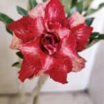 Planta Dobrada 3041 – 35cm – 03 anos