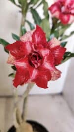 Planta Dobrada 3041 – 35cm – 03 anos