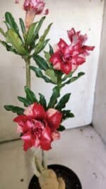 Planta Dobrada 3041 – 35cm – 03 anos - Imagem 4