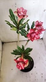 Planta Dobrada 3041 – 35cm – 03 anos - Imagem 5