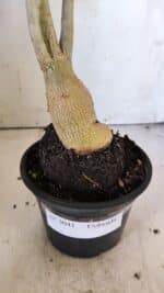 Planta Dobrada 3041 – 35cm – 03 anos - Imagem 8