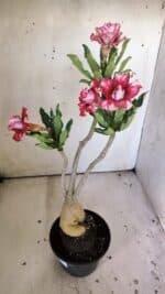 Planta Dobrada 3041 – 35cm – 03 anos - Imagem 7