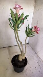 Planta Dobrada 3041 – 35cm – 03 anos - Imagem 6