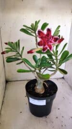 Planta Dobrada 3042 – 35cm – 03 anos - Imagem 2