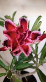 Planta Dobrada 3042 – 35cm – 03 anos