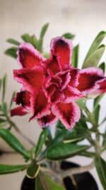 Planta Dobrada 3042 – 35cm – 03 anos - Imagem 7