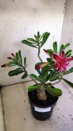 Planta Dobrada 3042 – 35cm – 03 anos - Imagem 5
