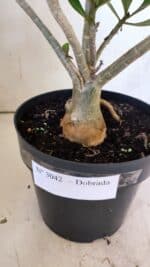 Planta Dobrada 3042 – 35cm – 03 anos - Imagem 10