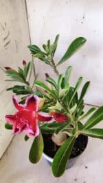 Planta Dobrada 3042 – 35cm – 03 anos - Imagem 9