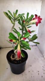 Planta Dobrada 3042 – 35cm – 03 anos - Imagem 8