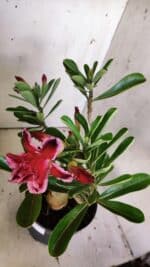 Planta Dobrada 3042 – 35cm – 03 anos - Imagem 4