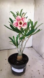Planta Dobrada 3043 – 30cm – 02 anos - Imagem 2