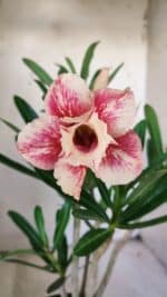 Planta Dobrada 3043 – 30cm – 02 anos - Imagem 6