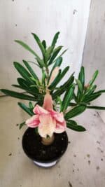 Planta Dobrada 3043 – 30cm – 02 anos - Imagem 4