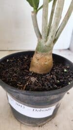 Planta Dobrada 3043 – 30cm – 02 anos - Imagem 8