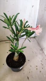 Planta Dobrada 3043 – 30cm – 02 anos - Imagem 7