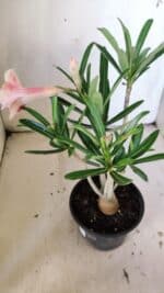 Planta Dobrada 3043 – 30cm – 02 anos - Imagem 5