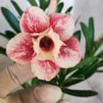 Planta Dobrada 3043 – 30cm – 02 anos