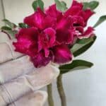 Planta Dobrada 3044 – 30cm – 02 anos