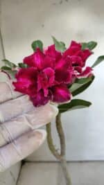 Planta Dobrada 3044 – 30cm – 02 anos