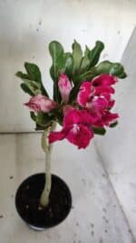 Planta Dobrada 3044 – 30cm – 02 anos - Imagem 4