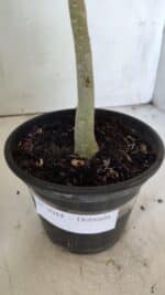 Planta Dobrada 3044 – 30cm – 02 anos - Imagem 7