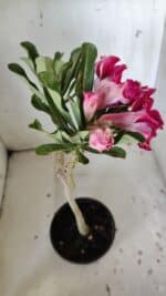 Planta Dobrada 3044 – 30cm – 02 anos - Imagem 6