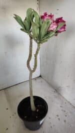 Planta Dobrada 3044 – 30cm – 02 anos - Imagem 5