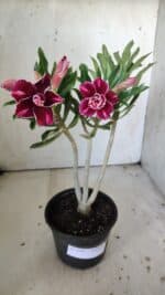 Planta Dobrada 3045 – 30cm – 02 anos - Imagem 2