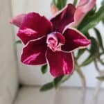 Planta Dobrada 3045 – 30cm – 02 anos