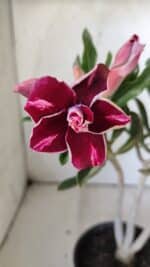 Planta Dobrada 3045 – 30cm – 02 anos