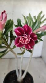 Planta Dobrada 3045 – 30cm – 02 anos - Imagem 4