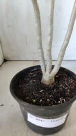 Planta Dobrada 3045 – 30cm – 02 anos - Imagem 8