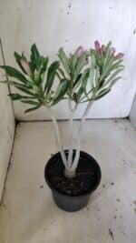 Planta Dobrada 3045 – 30cm – 02 anos - Imagem 7