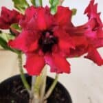 Planta Dobrada 3046 – 30cm – 02 anos