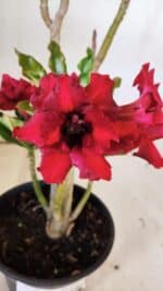 Planta Dobrada 3046 – 30cm – 02 anos