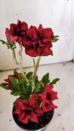 Planta Dobrada 3046 – 30cm – 02 anos - Imagem 4