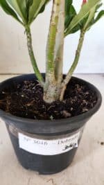 Planta Dobrada 3046 – 30cm – 02 anos - Imagem 8