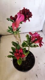 Planta Dobrada 3046 – 30cm – 02 anos - Imagem 6