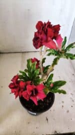 Planta Dobrada 3046 – 30cm – 02 anos - Imagem 5